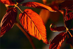 Fiery Fall Leaves