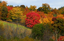 Fall in Hawthorn Farm Village