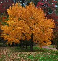 Autumn in Hawthorn Farm Village