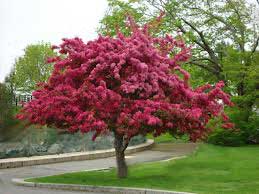 Multiple Flowers in Hawthorn Farm Village