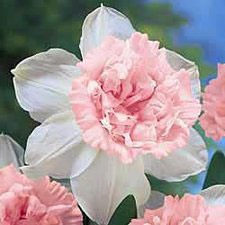 Rosy Cloud Daffodil in Hawthorn Farm Village