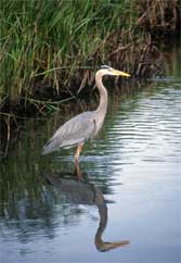 Heron in Pond in Hawthorn Farm Village