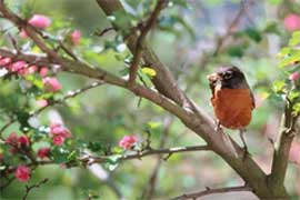 Robin in Flowering Tree in Hawthorn Farm Village