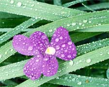 Violet and Raindrops