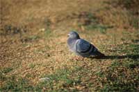 Winter in Hawthorn Farm Village