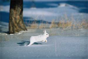 Winter in Hawthorn Farm Village